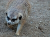 20090502 SanDiegoWildlifePark63.jpg